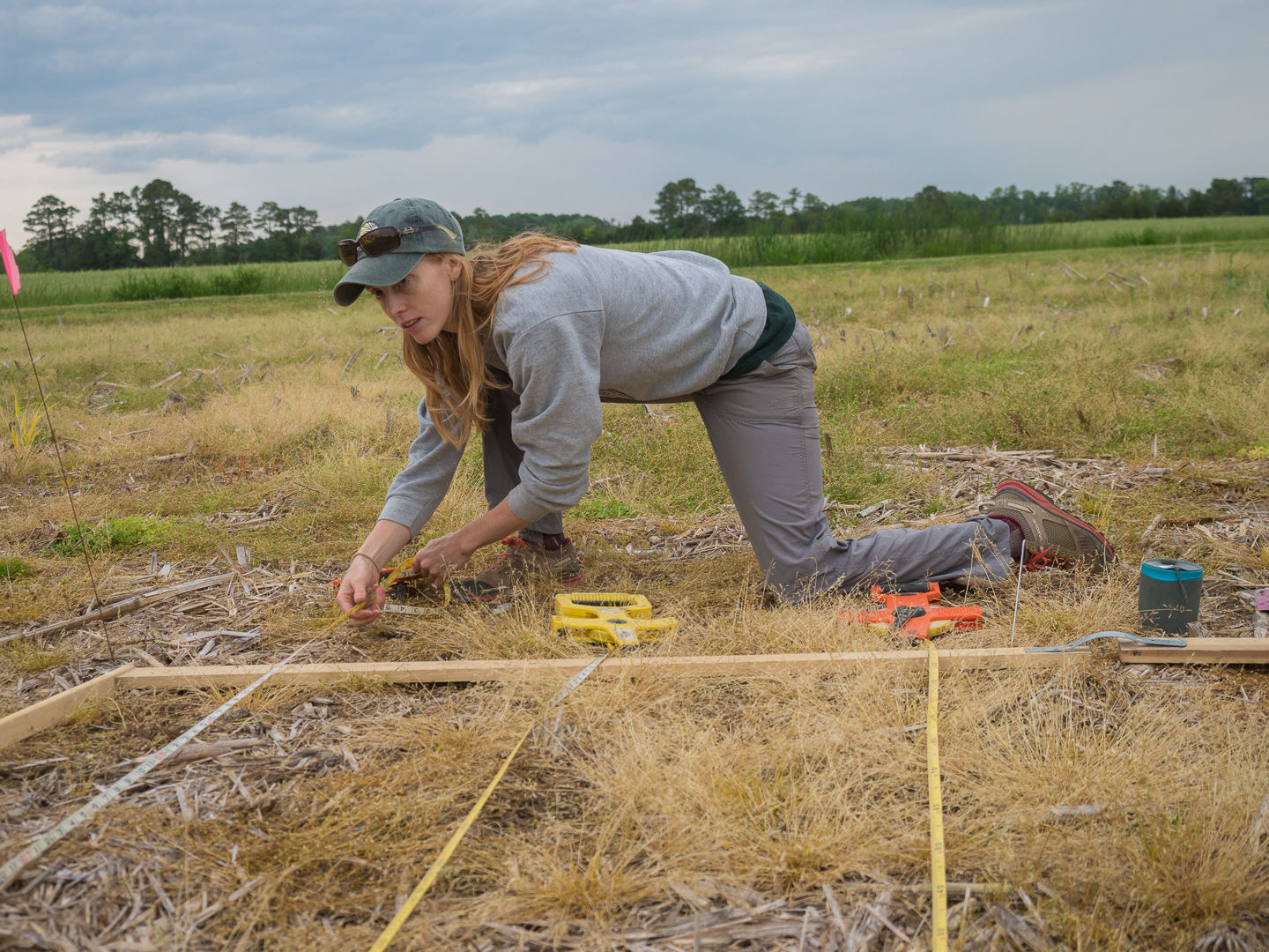 Spartina planting 2